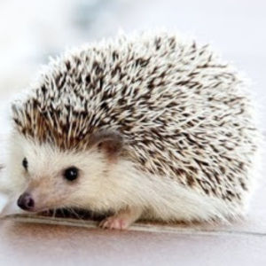 Meet your Posher, Joey